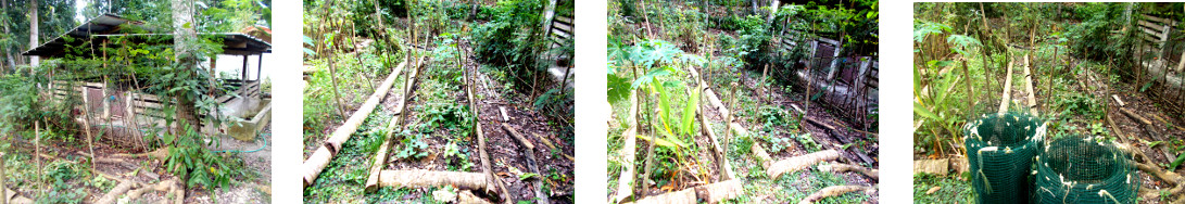 Imagws of tropical garden patches before tree felling