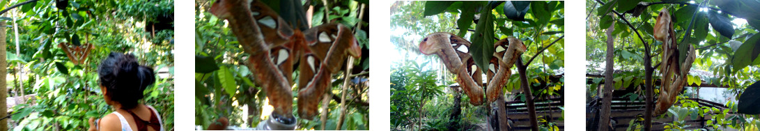 Images of giant moth laying eggs in tropical backyard