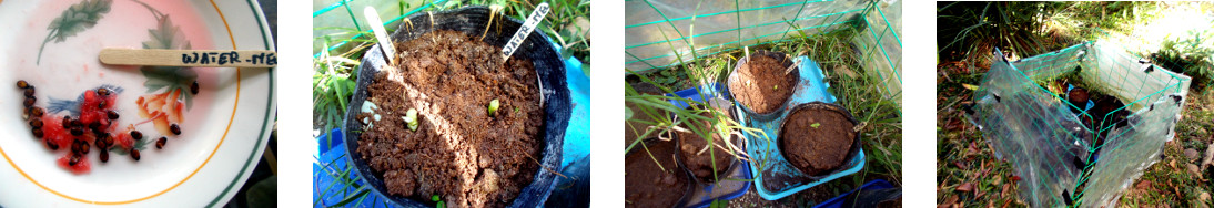 Images of water mellon seeds potted in
        tropical backyard