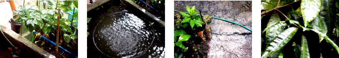 Images of rain in tropical backyard