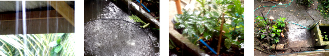 Images of afternoon rain in tropical
        backyard