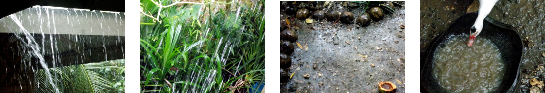 Images of rain in tropical backyard
