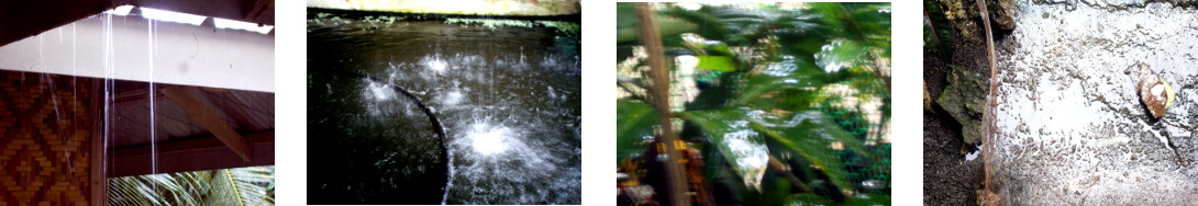 Images of rain in tropical backyard
