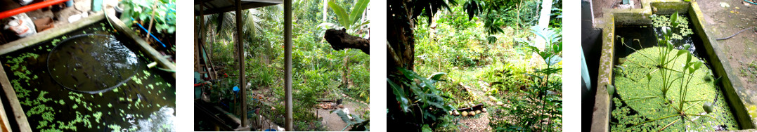 Images of early morning in tropical
        backyard after rain in the night