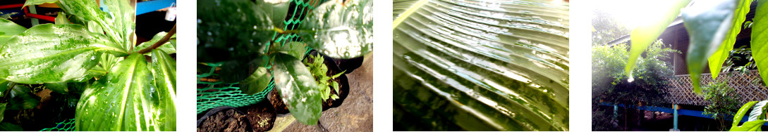 Images of early morning in tropical backyard after rain
        in the night
