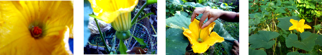 Images of female squash flower in
        tropical backyard