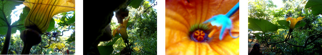 Images of a squash flower being
        fertilised in a tropical backyard