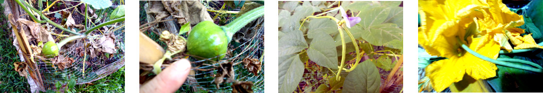 Images of young squash and beans in tropical backyard