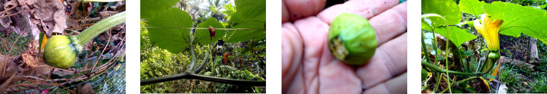 Images of (failing) squash buds in
        tropical backyard