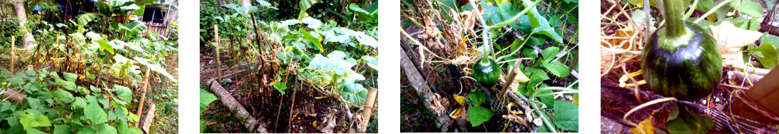 Images of squash growing in tropical backyard