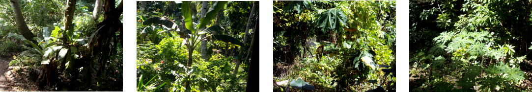 Images of sun in tropical backyard