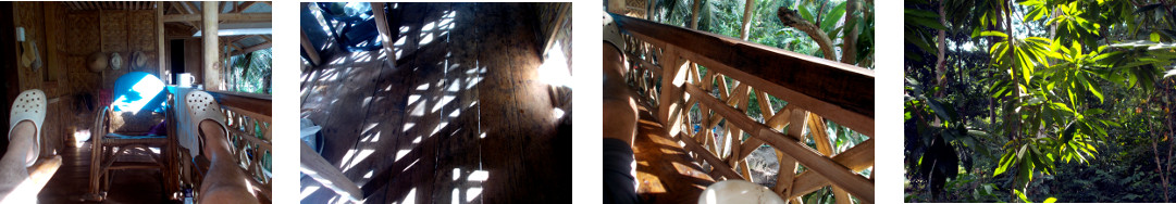 Images of sun in tropical backyard