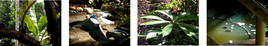 Images of sun in tropical backyard