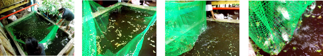 Images of tilapia harvested from tropical backyard pond
