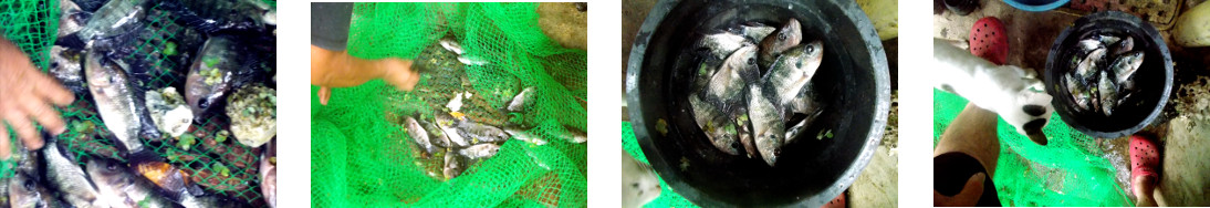 Images of tilapia harvested from tropical backyard pond
