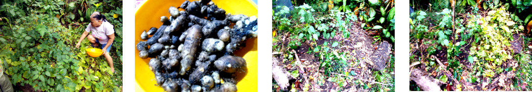 Images of tugi being harvested from
        tropical backyard garden