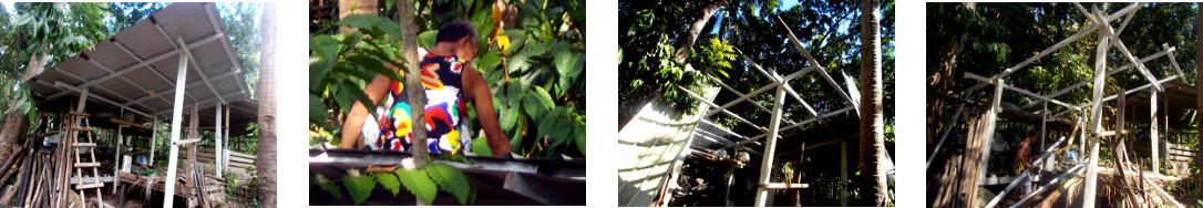 Images of woodshed being demolished
        -ready to fell tree in tropical backyard