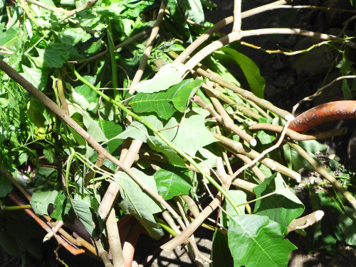 Image of wheelbarrow full of plant
        trimmings