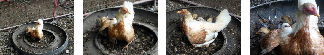 Images of hen with chicks in tropical
        backyard