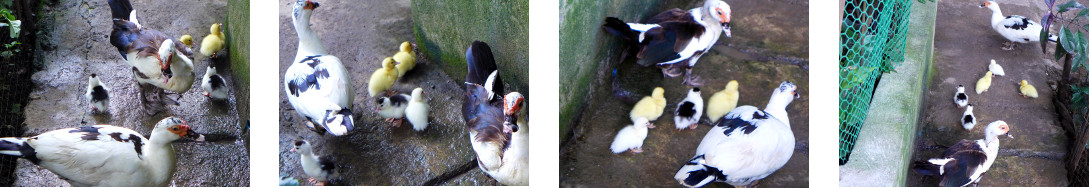 Images of three generatioms of
        tropical backyard ducks togetheer