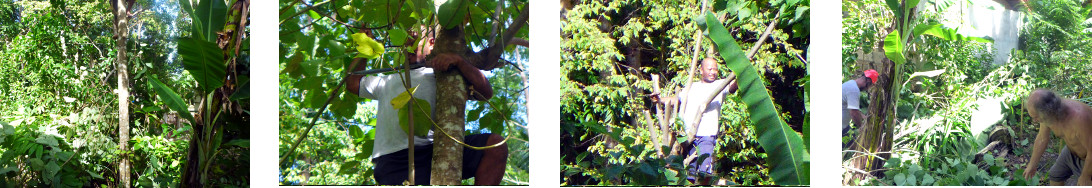 Images of tree being felled in
        tropical backyard