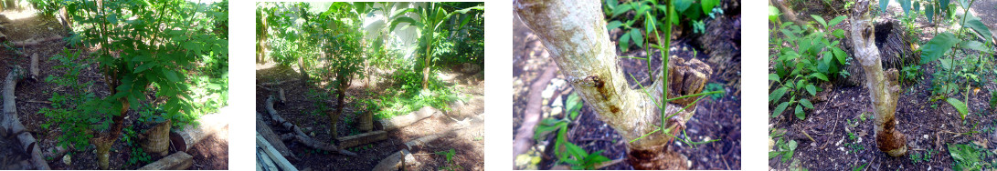 Images of hog plum cuttings in a
        tropical backyard