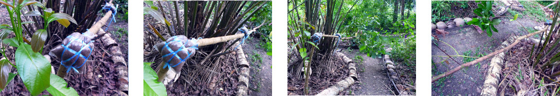 Images of tropical backyard avocado
        tree fallen over after attempt to markot it