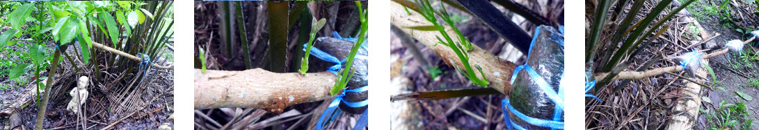 Images of fallen avocado tree
        sprouting new branches