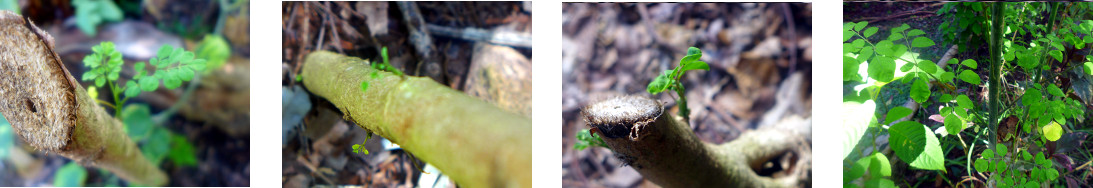 Images of tropical backyard
              moringa tree and cuttings