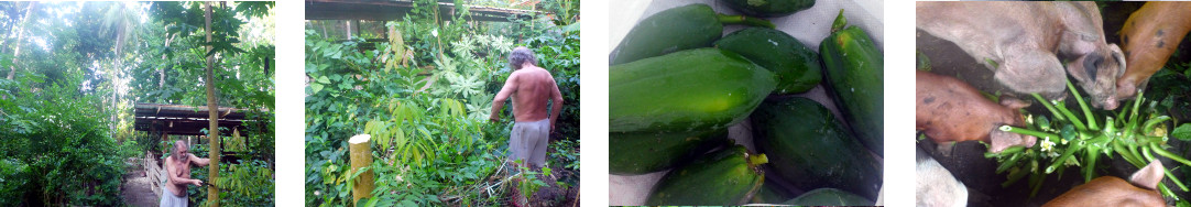 Images of papaya tree in tropical
        backyard being chopped down