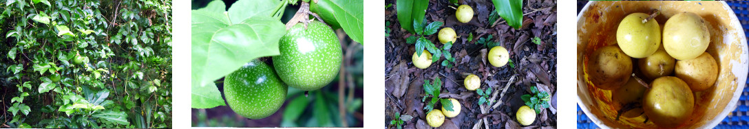 Images of passion fruit harvested in
        tropical backyard