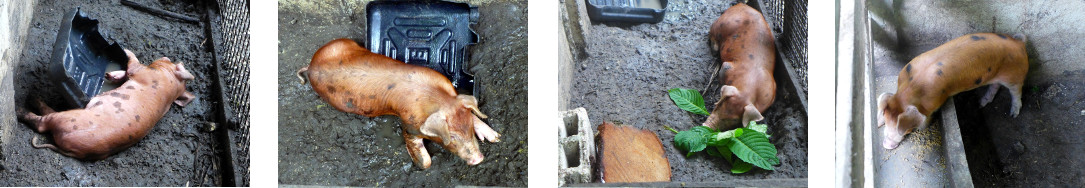 Images of sick tropical backyard
        piglet before and after recovery