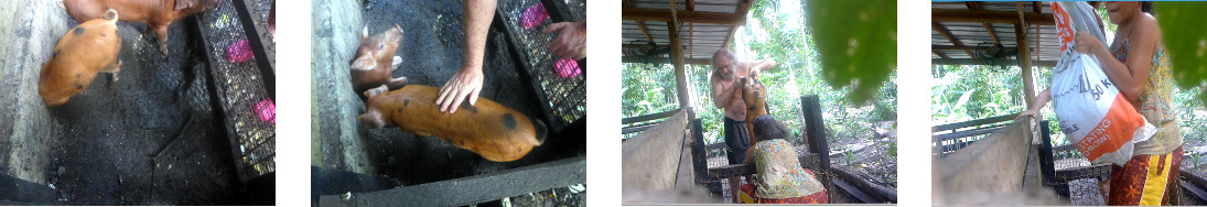 Image of tropical backyard piglet
        being moved