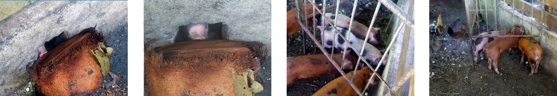 Images of tropical backyard piglets
        trying to reopen closed exit to pig pen