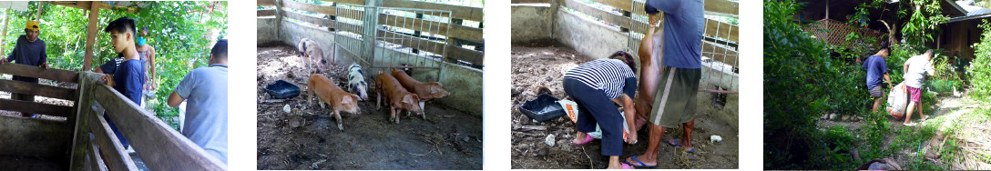 Images of tropical backyard piglet
        being caught