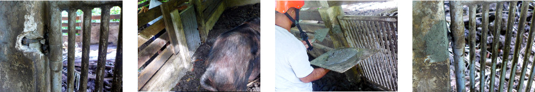 Images of repair to tropical backyard
        pigpen gate