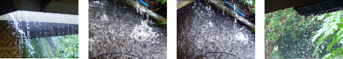 Images of rain in tropical backyard