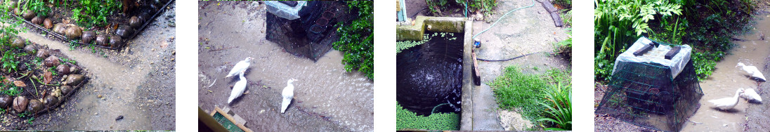 Images of rain and sun in tropical backyard