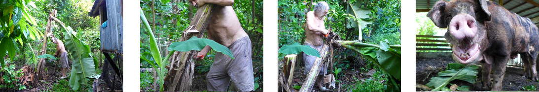 Images of tropical backyard banana tree being cut
            down and fed to pig