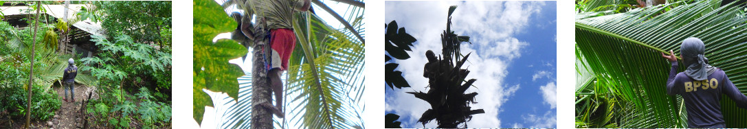 Images of hazardous tree being felled
        in tropical backyard