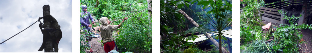 Images of a hazardous tree being felled in tropical
        backyard