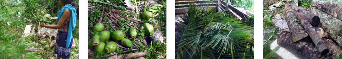 Images of result of felling hazardous
        tree in tropical backyard