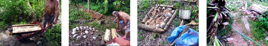 Images of logs from recently felled tropicasl
            backyaerd tree being used to make compost frames around
            fruit trees