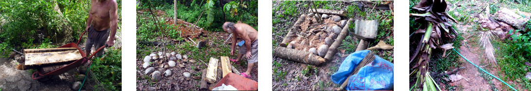 Images of logs from recently felled tropicasl
            backyaerd tree being used to make compost frames around
            fruit trees