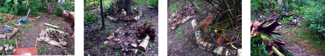 Images of tropical backyard gardenh
        borders made from felled tree logs