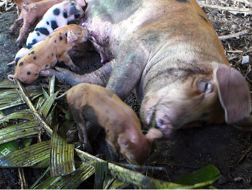 Image of tropical backyard sow with
        piglets