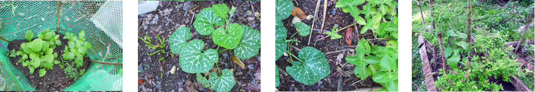 Images of plants growing in tropical backyard
            garden