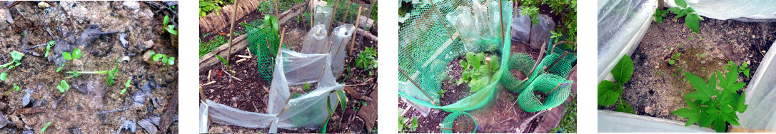 Images of small fenced areas in tropical garden
            witrh seeds sprouting inside