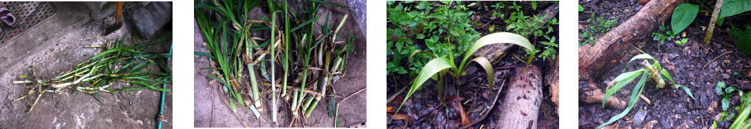 Images of napier Grass planted in
        tropical backyard