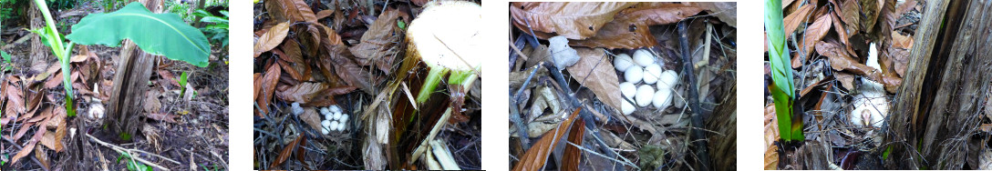 Images of hen nesting under broken banana tree